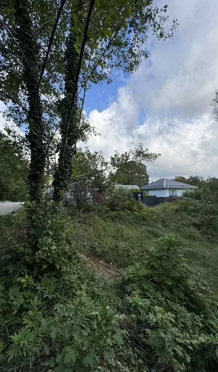 Участок в Краснодарский край, Сочи городской округ, с. Каштаны ул. ... - Фото 1