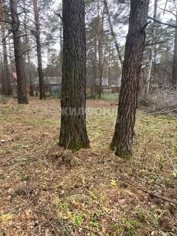 Участок в Новосибирская область, Новосибирский район, Барышевский ... - Фото 1