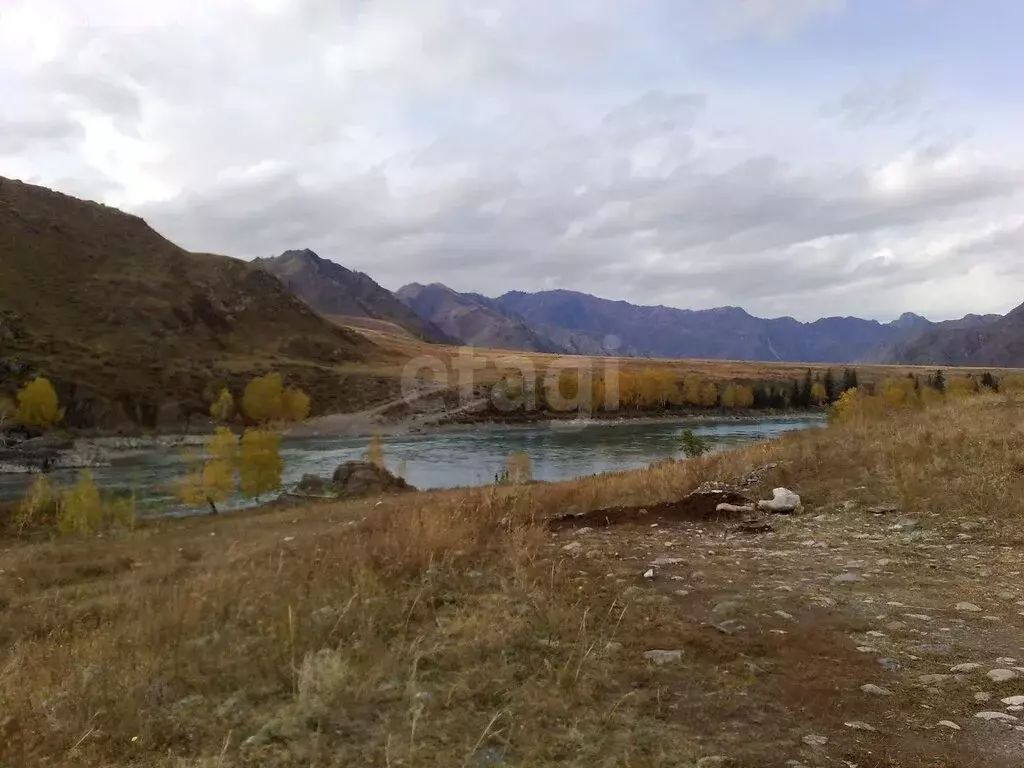 Участок в Чемальский район, село Куюс (20 м) - Фото 2