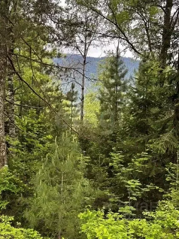 Участок в Алтай, Турочакский район, с. Артыбаш  (20.0 сот.) - Фото 1