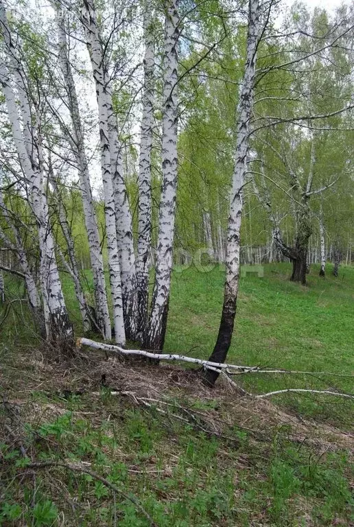 Участок в Барлакский сельсовет (117.22 м) - Фото 0
