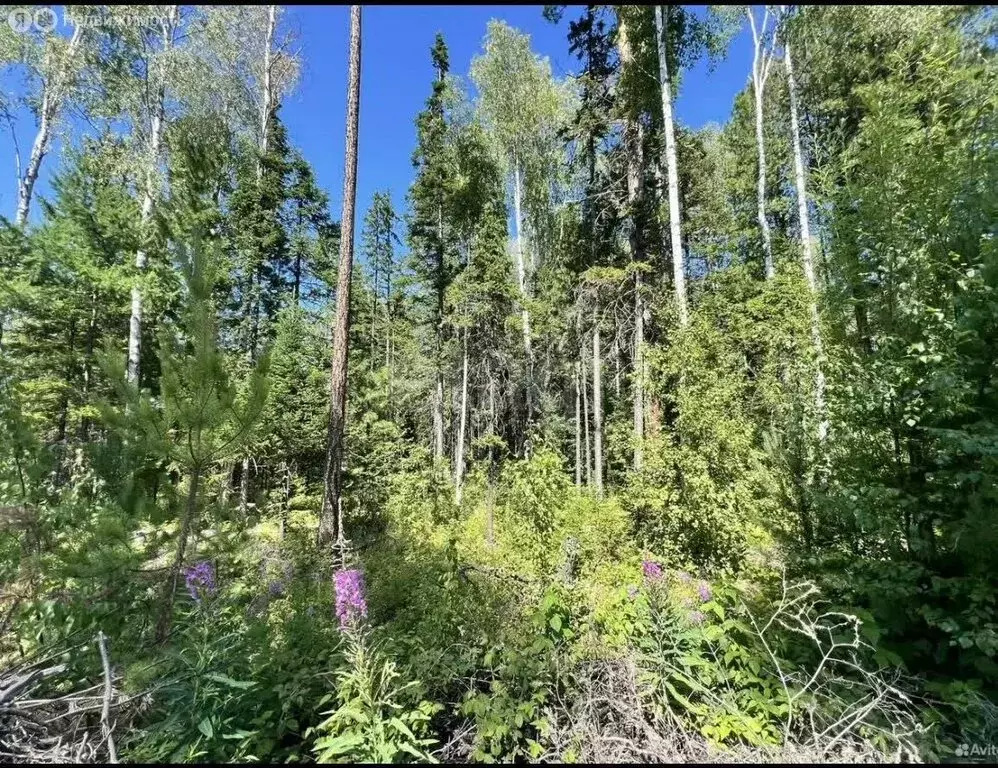 Участок в село Максимиха, территория Местность Федорово Поле (10 м) - Фото 1