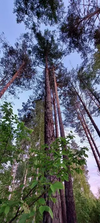 Дом в Иркутская область, Иркутский муниципальный округ, Петровская ... - Фото 2