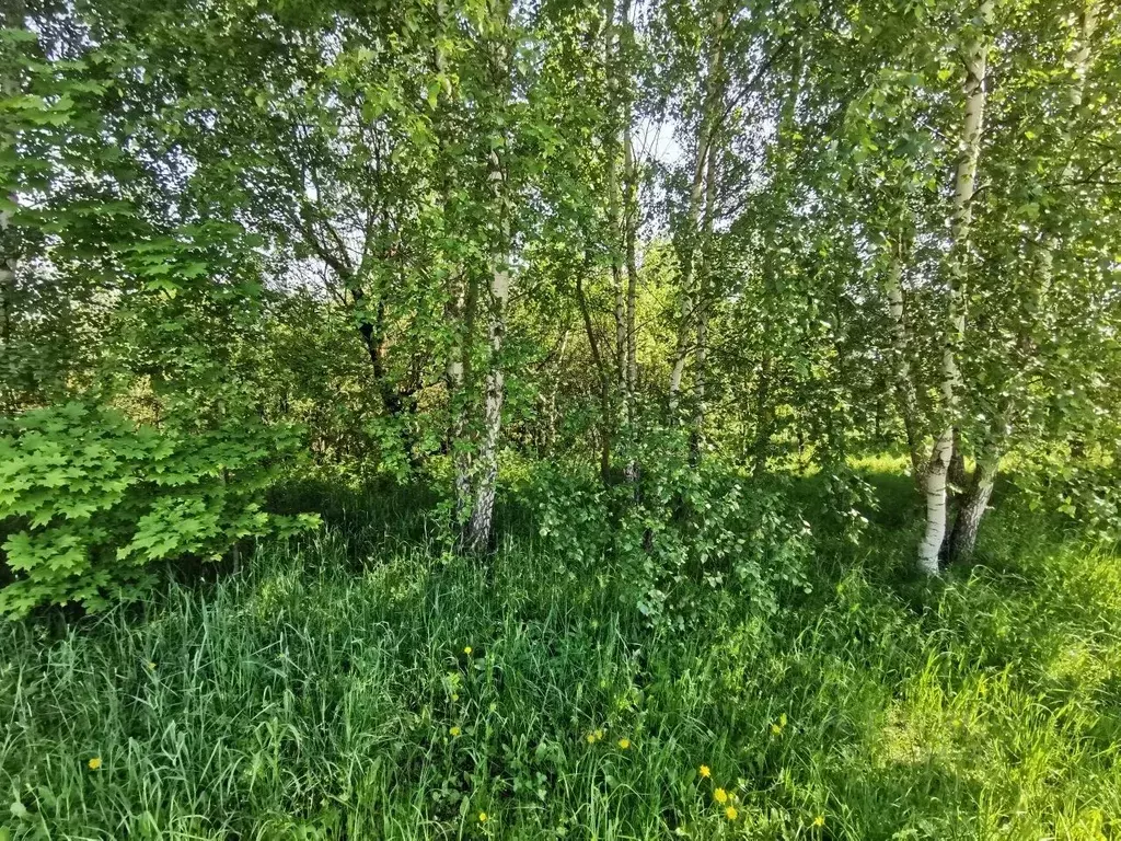 Участок в Московская область, Коломна городской округ, с. Нижнее ... - Фото 2