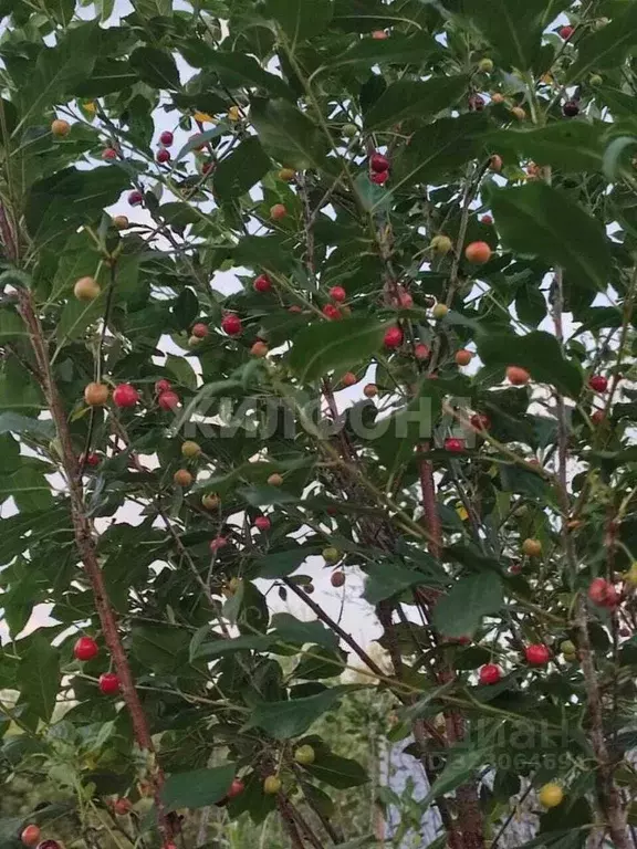 Участок в Новосибирская область, Новосибирск  (4.0 сот.) - Фото 0