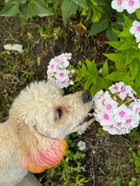 Участок в Алтай, Турочакский район, с. Турочак Нагорная ул. (11.0 ... - Фото 1