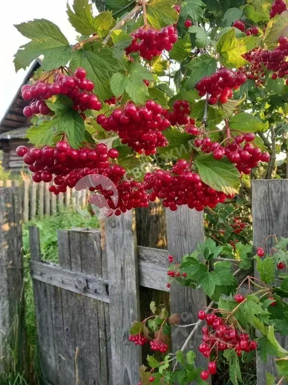 Участок в Пермский край, Краснокамский муниципальный округ, пос. ... - Фото 1