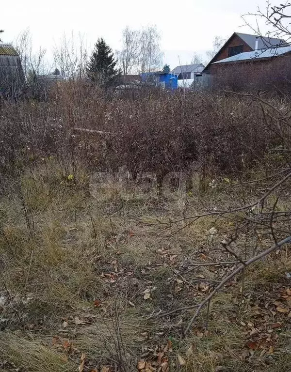 Участок в Омск, садоводческое некоммерческое товарищество Любитель (6 ... - Фото 2