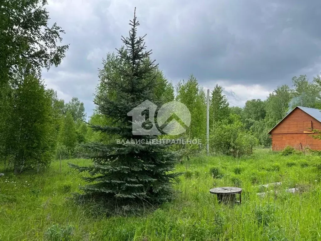 Участок в Новосибирская область, Новосибирский район, Барышевский ... - Фото 1