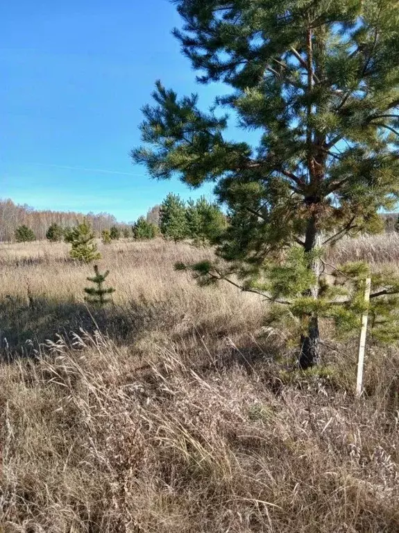 Участок в Курганская область, Кетовский муниципальный округ, д. Лукино ... - Фото 1