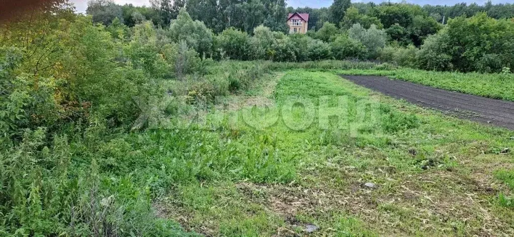 Участок в Новосибирская область, Новосибирский район, с. Ярково ... - Фото 1