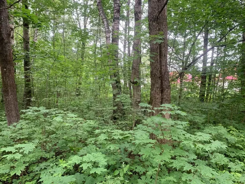 Участок в Московская область, Истра ул. Ленина, Река Истра (20.38 ... - Фото 2