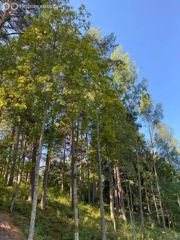 Участок в посёлок Ушково, коттеджный посёлок Литорино (24 м) - Фото 2