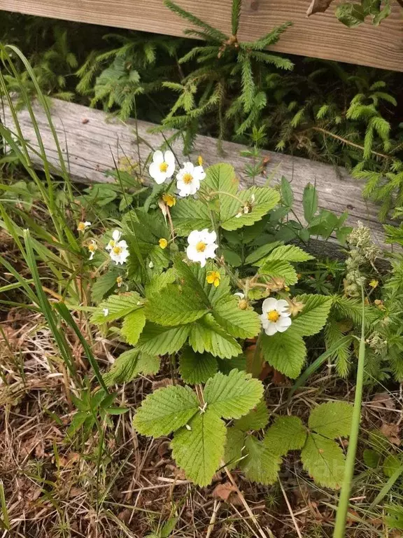 Дом в Ленинградская область, Выборгский район, Первомайское с/пос, ... - Фото 1