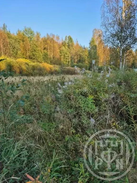 Участок в Ленинградская область, Выборгский район, Советское городское ... - Фото 2