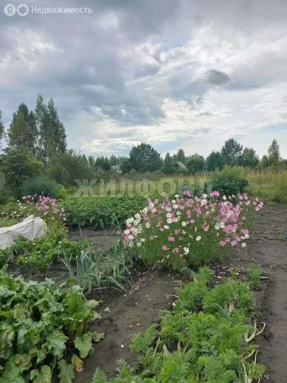 Участок в Мошковский район, СНТ Мошковское (6.48 м) - Фото 1