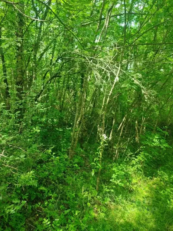 Участок в Краснодарский край, Геленджик городской округ, с. ... - Фото 1