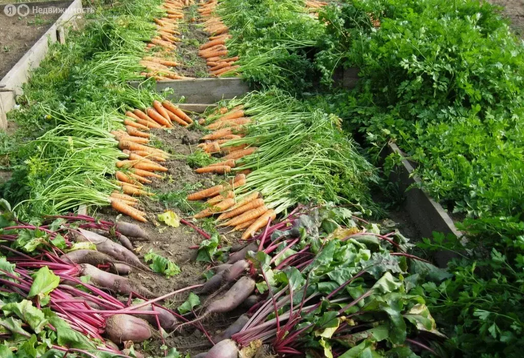 Участок в Ярославль, улица Гагарина (4 м) - Фото 1