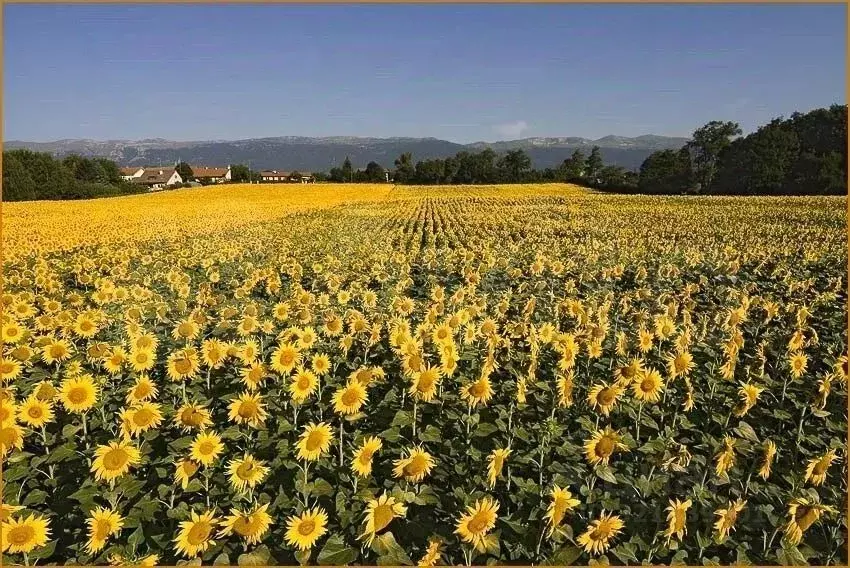 Участок в Адыгея, Теучежский район, Пчегатлукайское с/пос, Красненский ... - Фото 0