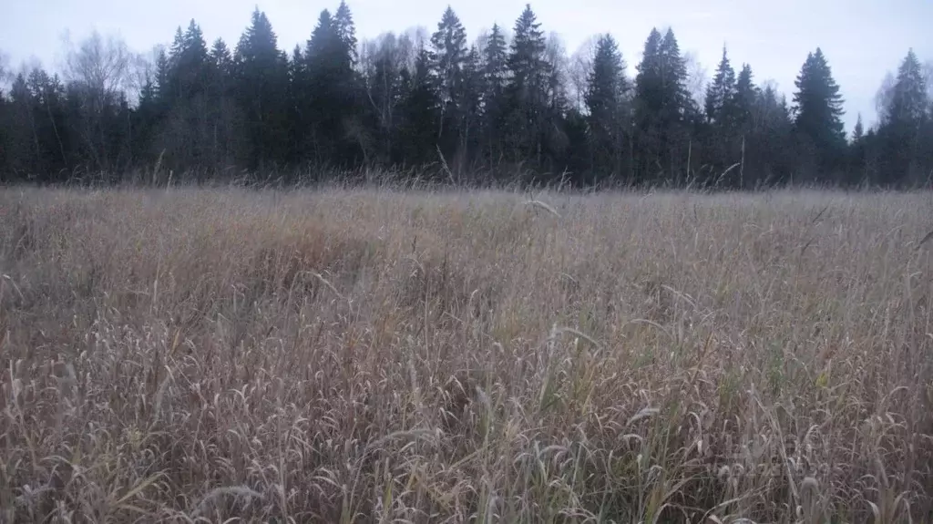 Участок в Московская область, Шаховская муниципальный округ, с. Белая ... - Фото 1