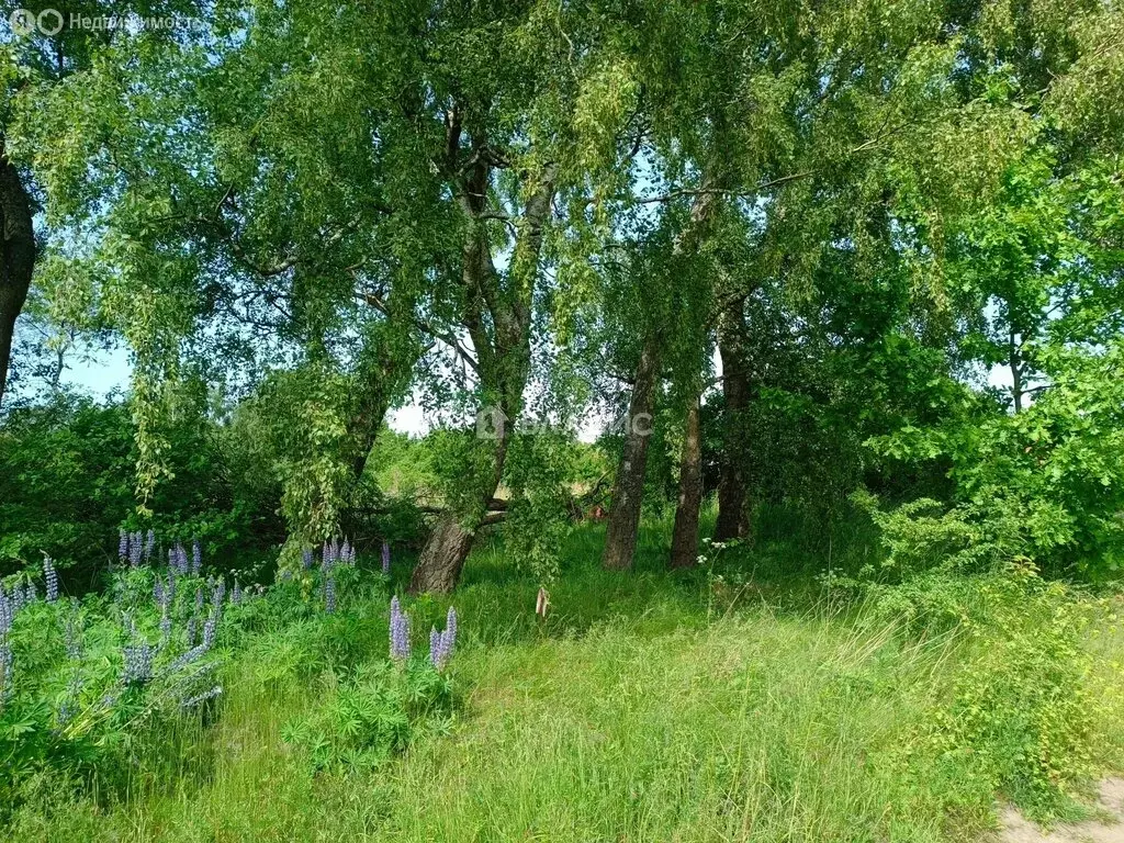 Участок в Светлогорский городской округ, посёлок Молодогвардейское, ... - Фото 1