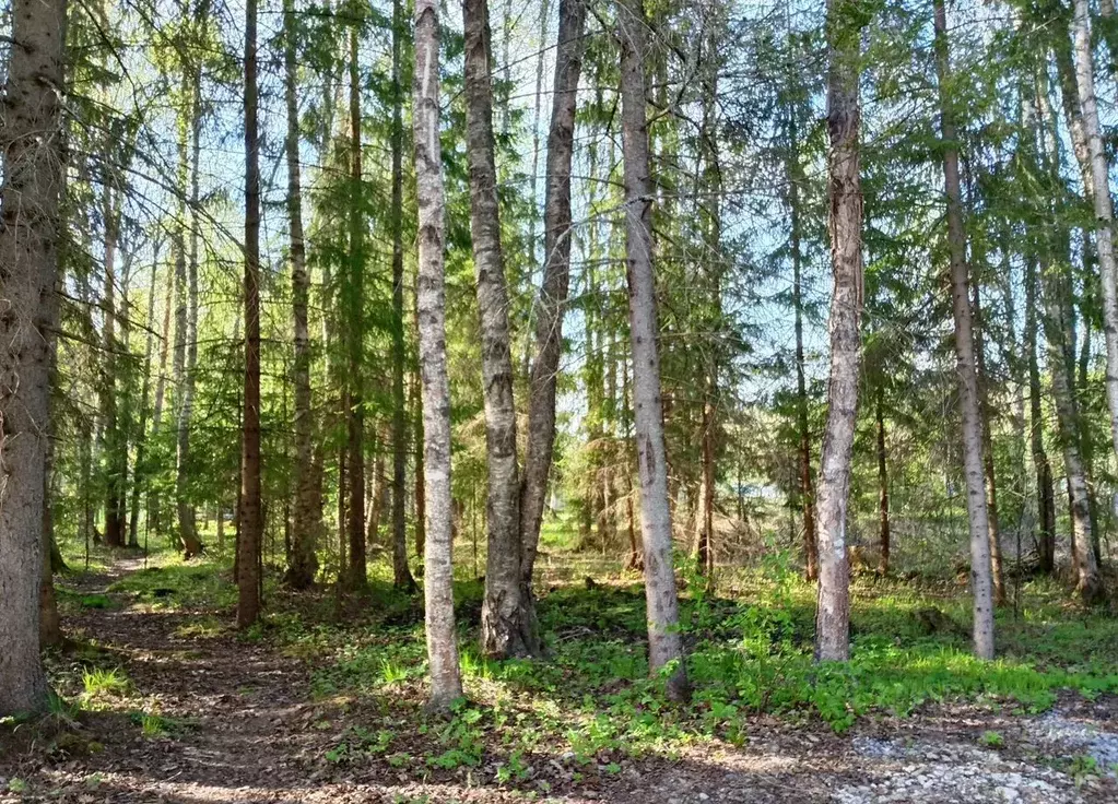 Дом в Вологодская область, Череповецкий район, Заря СНТ  (40 м) - Фото 1