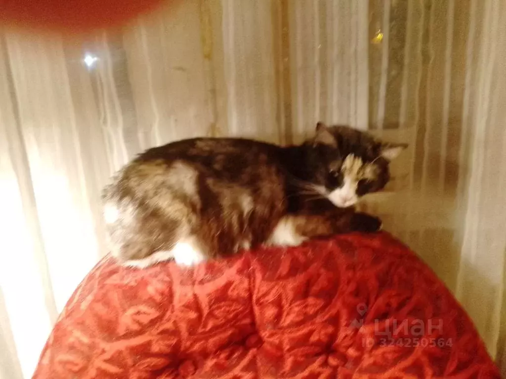 Комната Московская область, Лосино-Петровский городской округ, ... - Фото 2