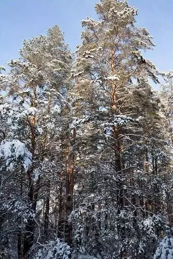 Участок в Московская область, Одинцовский городской округ, пос. ... - Фото 2