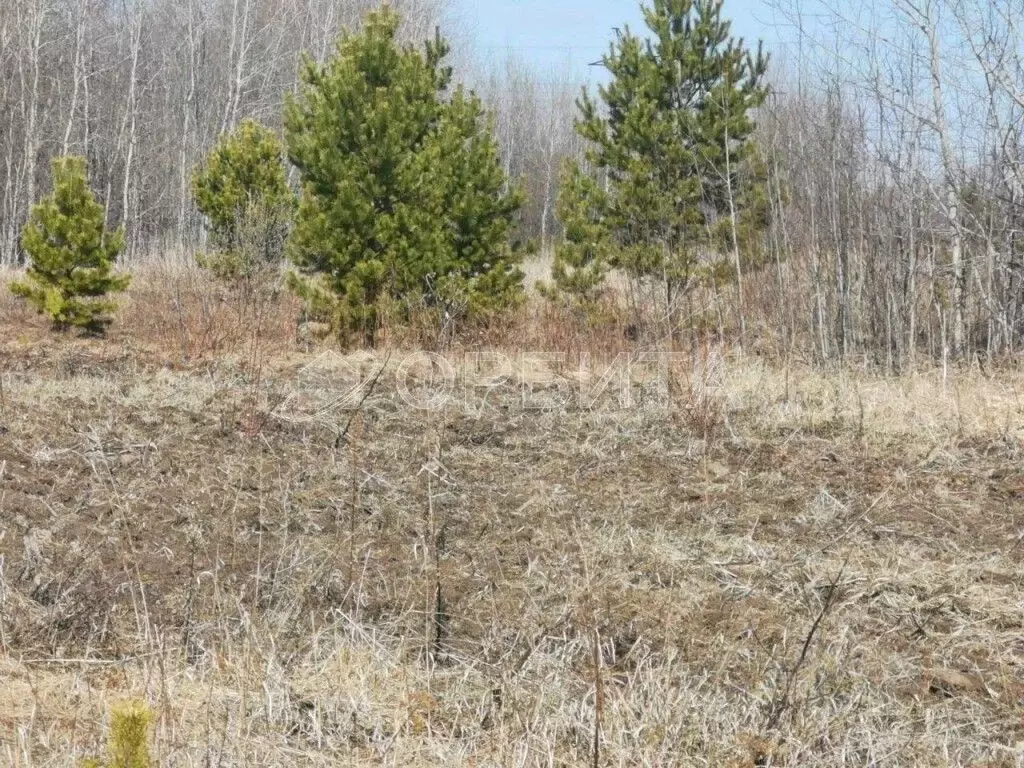 Участок в Тюменская область, Тюменский район, с. Борки  (17.0 сот.) - Фото 2