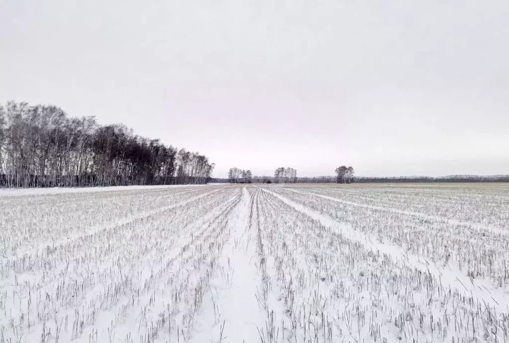 Участок в Омская область, Омский район, с. Калинино Омская ул. (11.7 ... - Фото 1