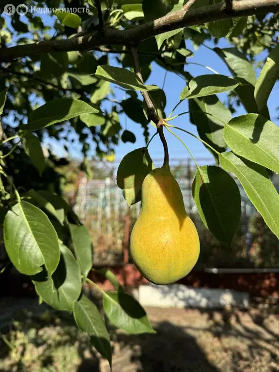 Дом в Волгодонск, СНТ Мичуринец (12 м) - Фото 1
