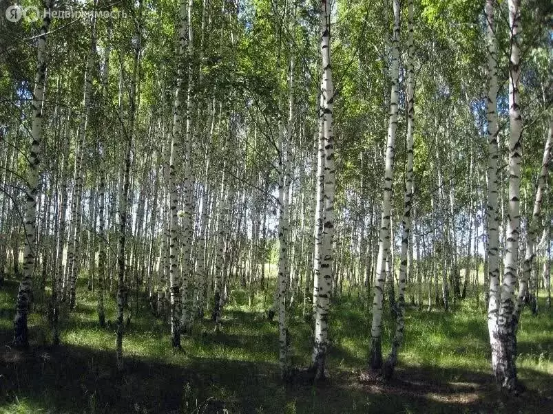 Участок в Республика Марий Эл, Килемарский муниципальный округ, ... - Фото 2