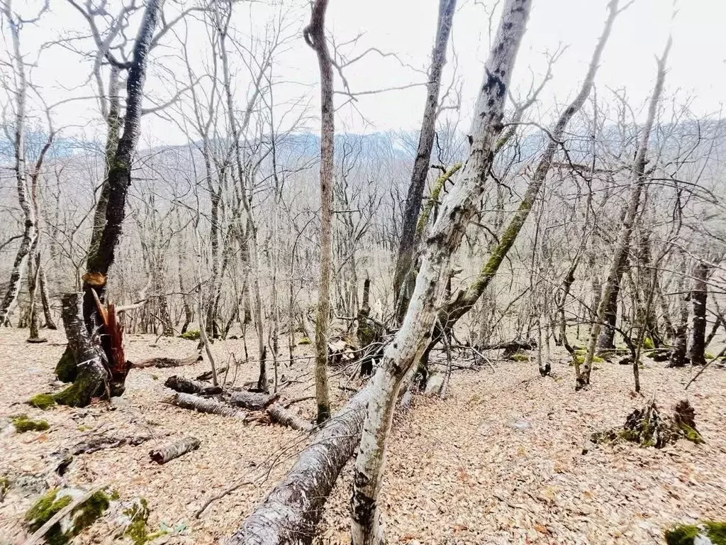 Участок в Крым, Алушта муниципальный округ, пос. Розовый  (12.43 сот.) - Фото 2