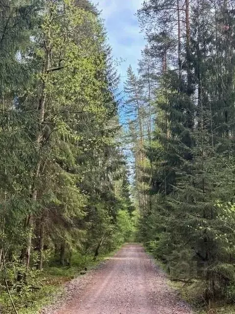 Участок в Санкт-Петербург пос. Ушково, Сосновый пер., 3 (2.4 га.) - Фото 2