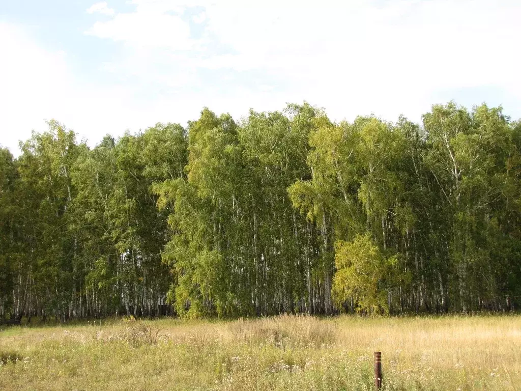 Участок в Омская область, Омский район, Пушкинское с/пос, д. ... - Фото 2