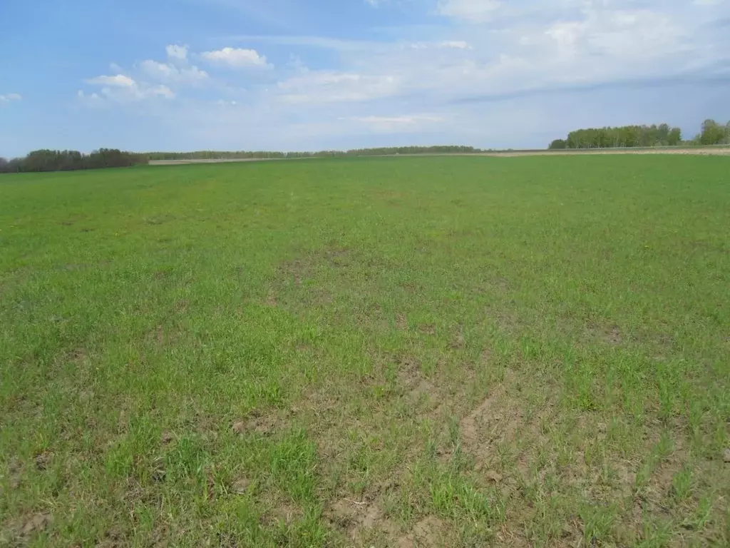 Участок в Новосибирская область, Мошковский район, с. Томилово  (99.2 ... - Фото 2