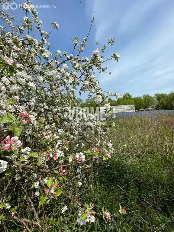 Участок в Калининград, СНТ Ивушка, 65 (7.9 м) - Фото 1
