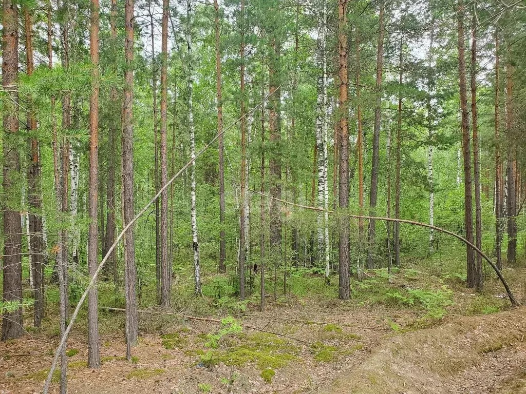 Участок в Тюменская область, Тюменский муниципальный округ, д. ... - Фото 1