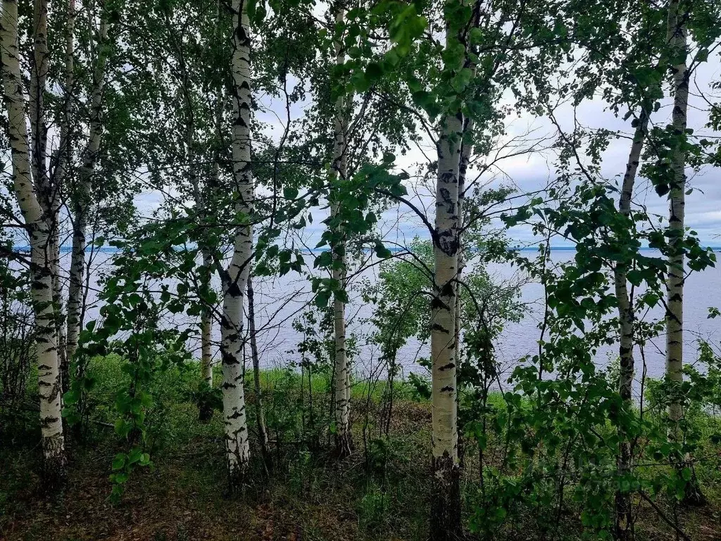 Участок в Пермский край, Добрянский городской округ, пос. Бор-Ленва ... - Фото 1