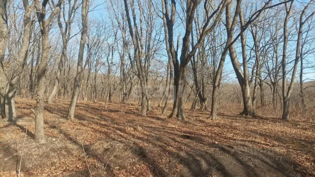 Участок в Приморский край, Хасанский муниципальный округ, с. Витязь ... - Фото 0