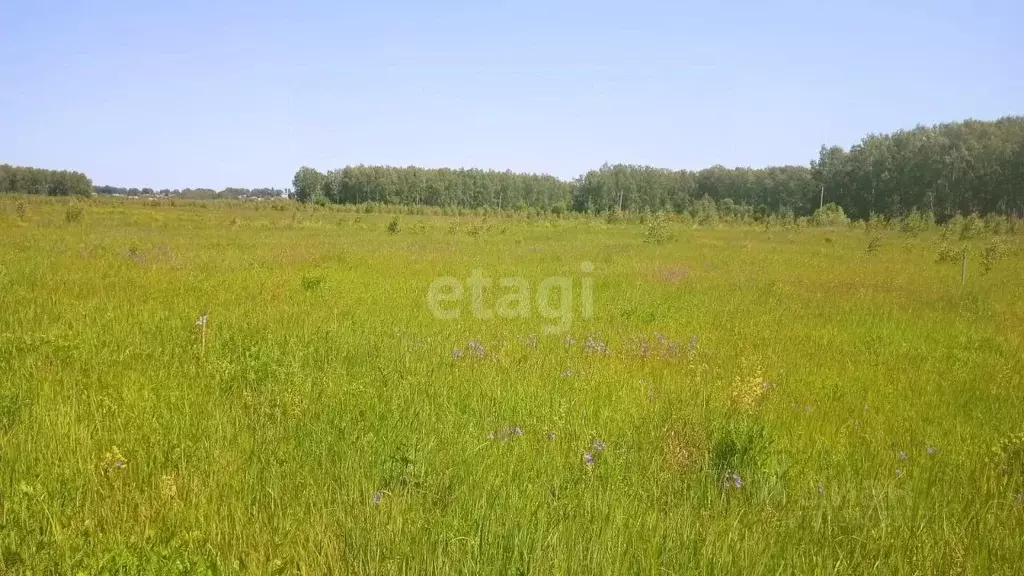 Участок в Владимирская область, Вязниковский район, Паустовское ... - Фото 1