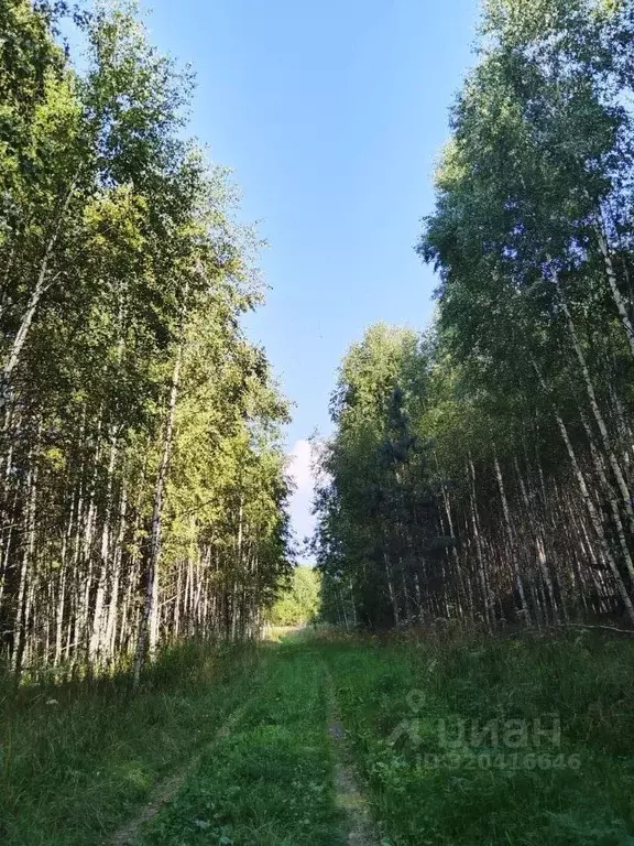 Участок в Нижегородская область, Городецкий муниципальный округ, д. ... - Фото 1