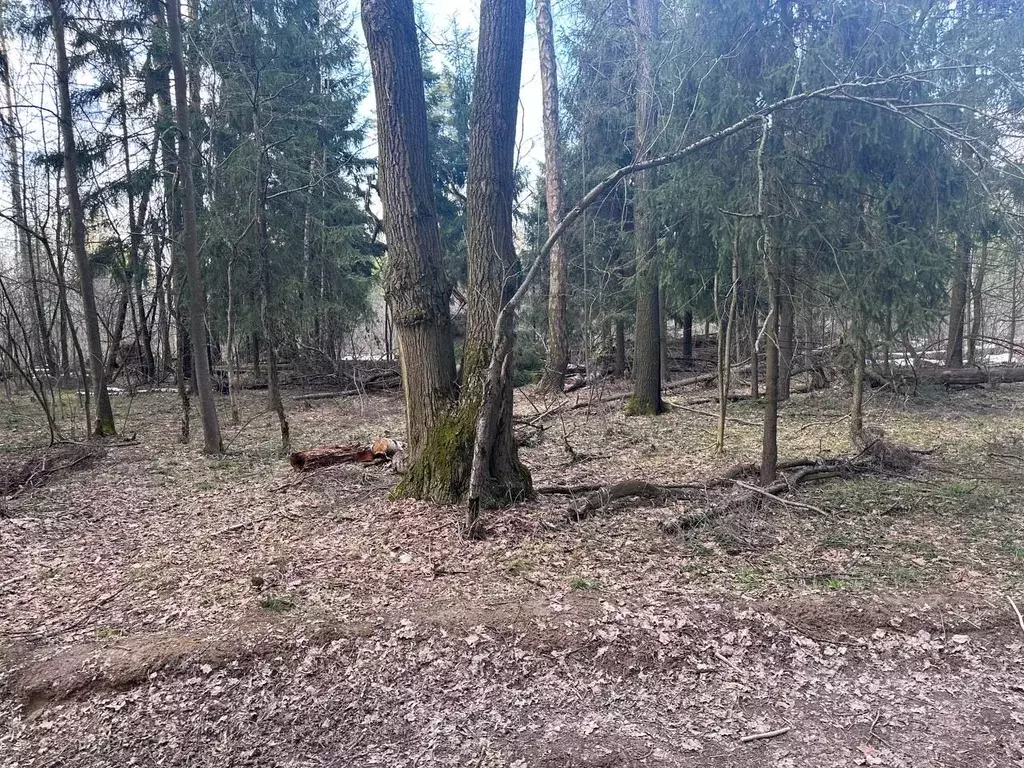 Участок в Московская область, Богородский городской округ, д. Марьино ... - Фото 1