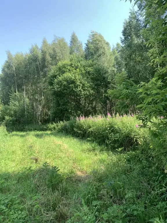 Участок в Калужская область, Дзержинский муниципальный округ, Совхоз ... - Фото 2