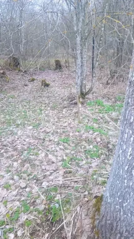 Участок в Ленинградская область, Ломоносовский район, Ропшинское ... - Фото 1