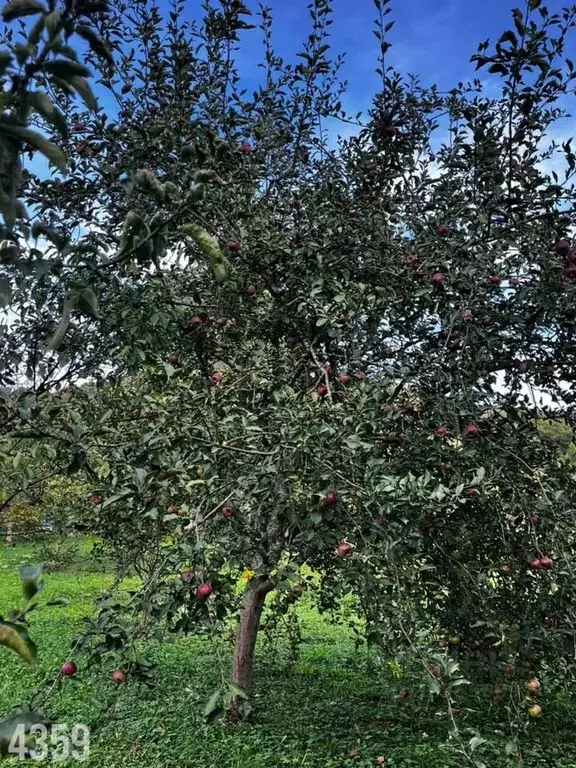 Участок в Краснодарский край, Ейский район, Копанское с/пос, Копанская ... - Фото 2