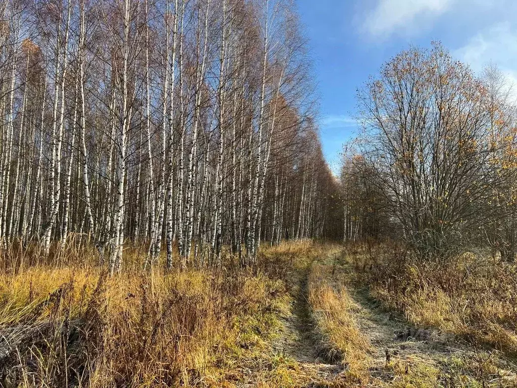 Участок в Владимирская область, Кольчугинский район, Раздольевское ... - Фото 1