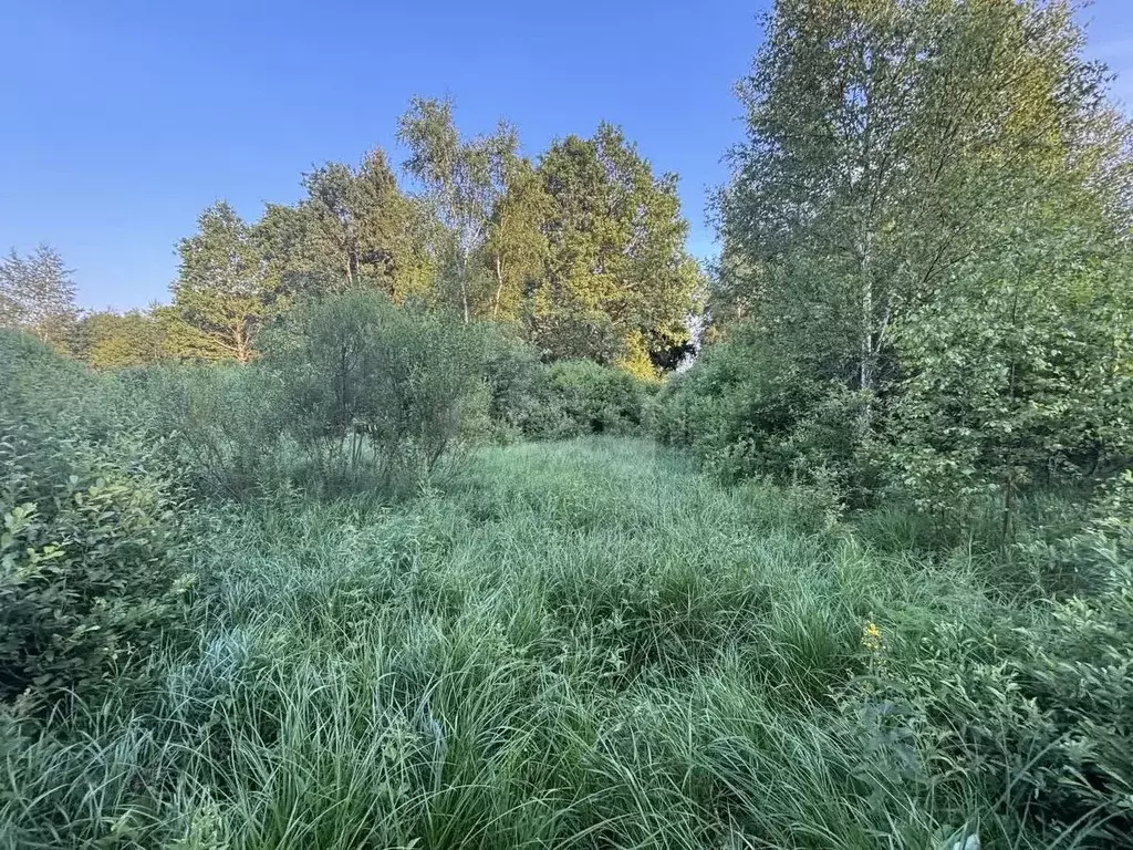 Участок в Смоленская область, Смоленский муниципальный округ, д. Рай  ... - Фото 2