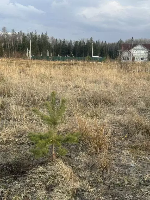 Участок в Ленинградская область, Сосновый Бор Райское кп, 50 (11.0 ... - Фото 2