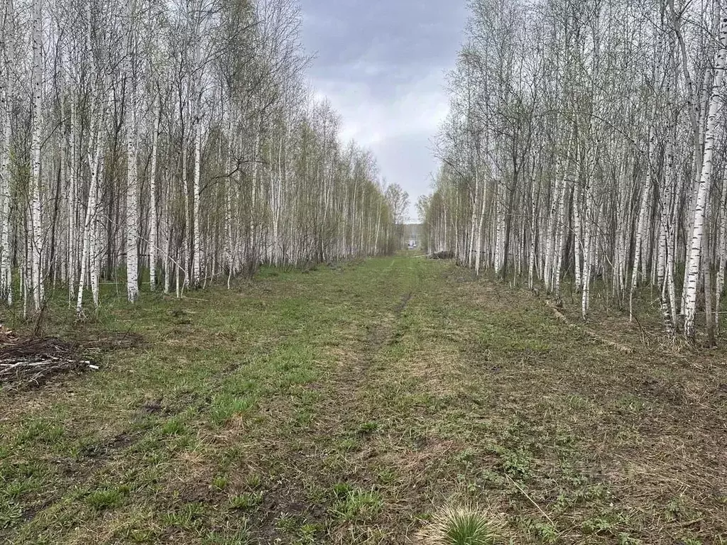 Участок в Новосибирская область, Мошковский район, Недача кп  (8.6 ... - Фото 2